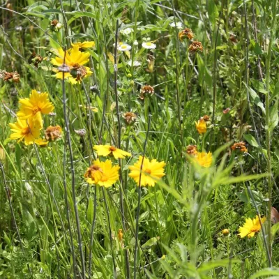 Wild Flowers