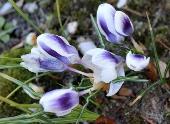 April flowers