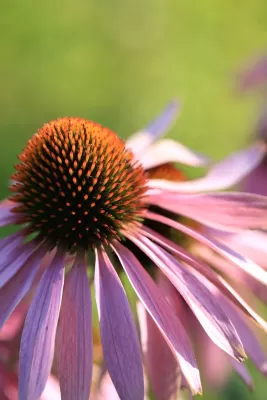 Summer flowers