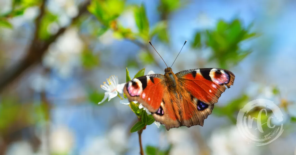 RFC Launches New Membership Platform, 2023 Renewal Process | Religious ...